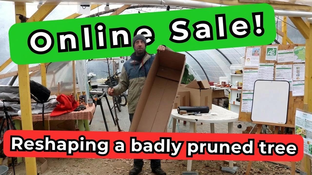 Selling Trees Online: How to Fix Pruning Mistakes!