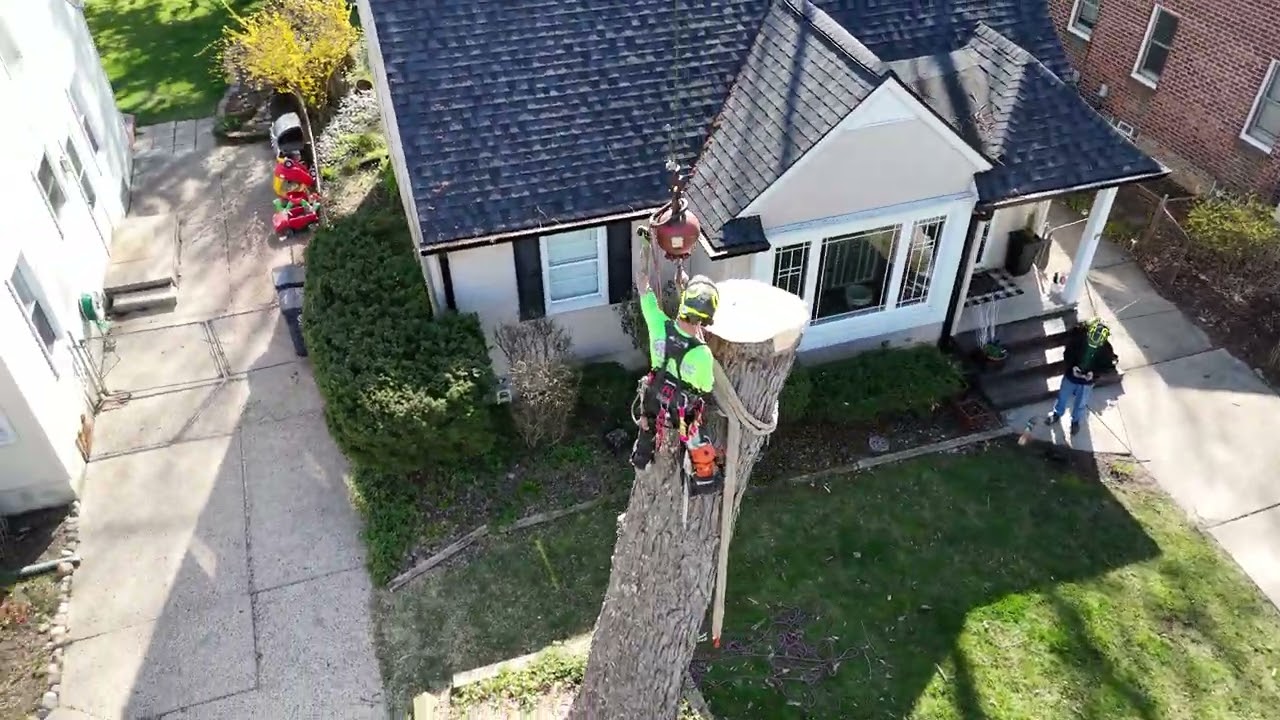 Tree Cutting with Precision: Galaxy Crane Services in Action! 🌳