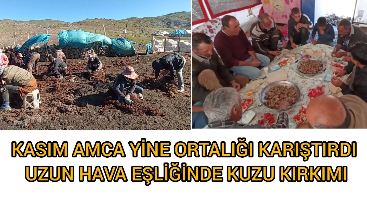 BU VİDEO KAÇMAZ 💯 UZUN HAVA EŞLİĞİNDE KUZU KIRKIMI 👍 KASIM AMCAYLA EĞLENCELİ SAATLER
