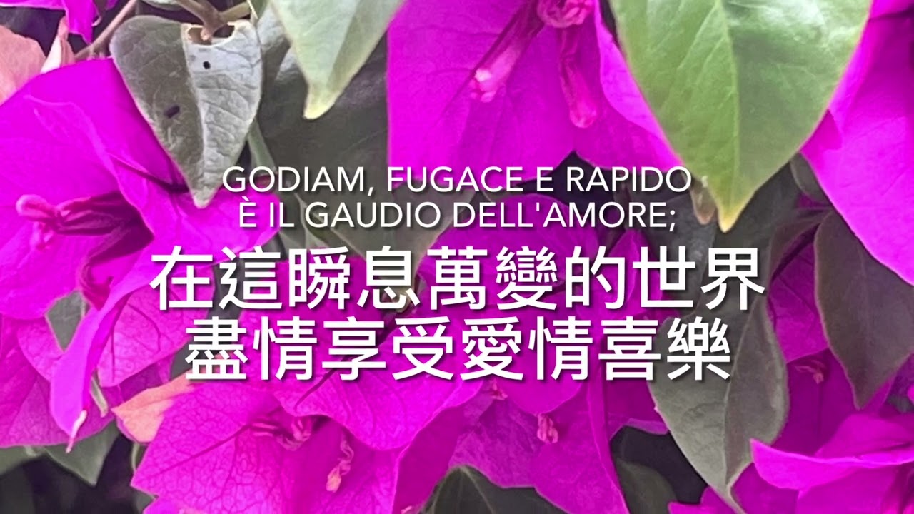 威爾第： 茶花女－ 飲酒歌 La Traviata“Libiamo, ne' lieti calici”, G Verdi