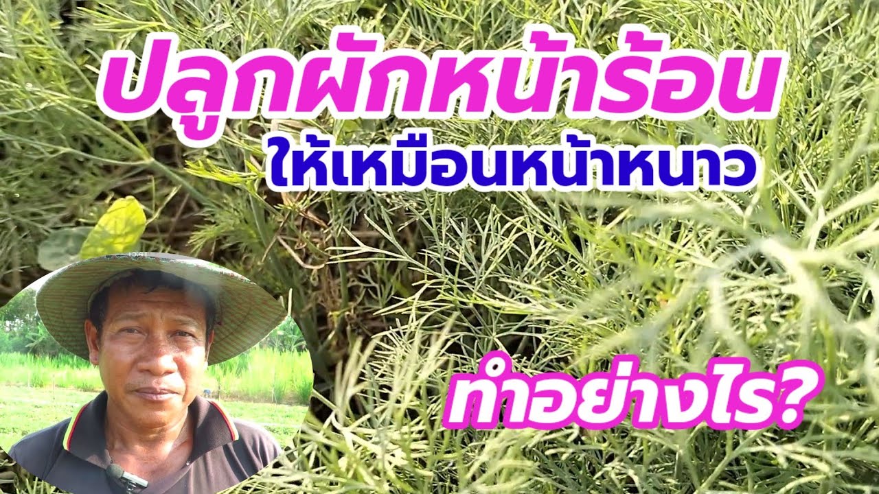 ปลูกผักหน้าร้อน ให้เหมือนหน้าหนาว ทำอย่างไร?