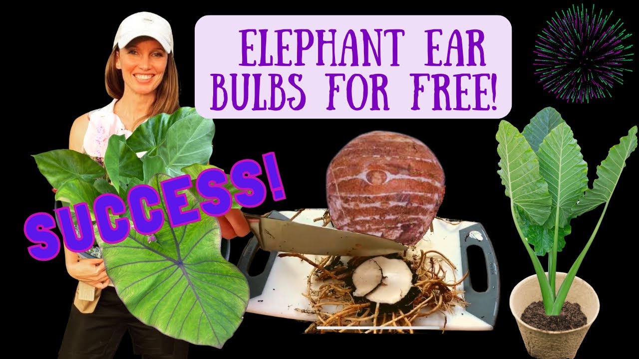 How To Multiply Your Elephant Ear Plants by Cutting the Bulb