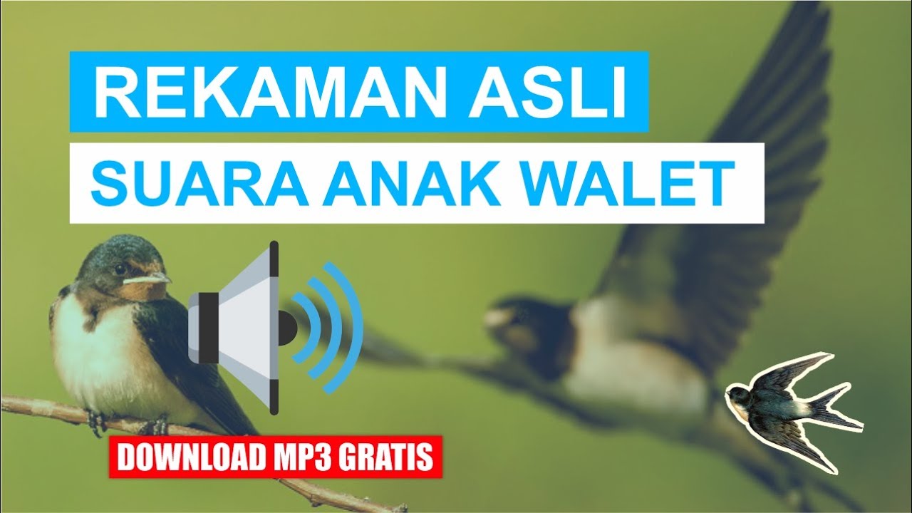 SUARA ANAK WALET ASLI..