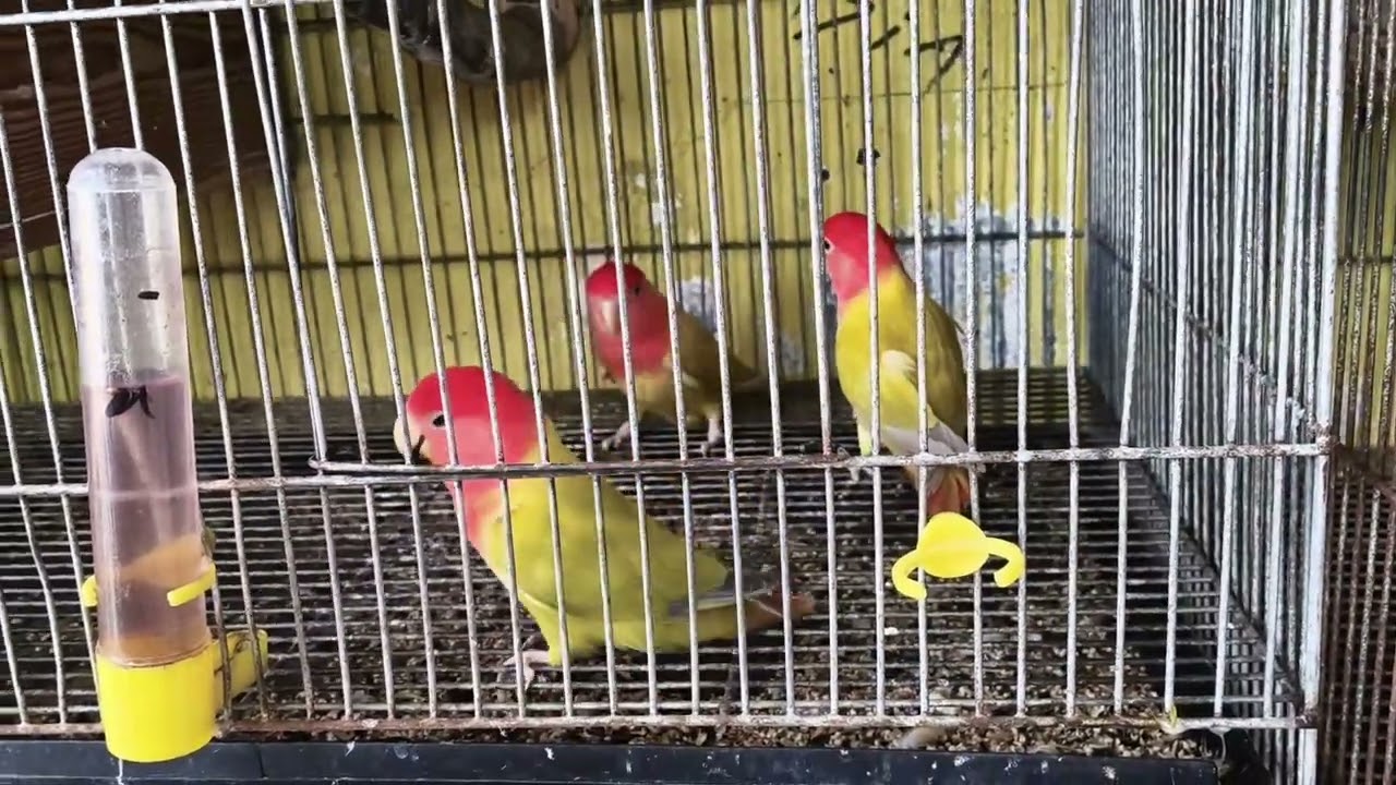 Cute And Kind Birdie 🥰