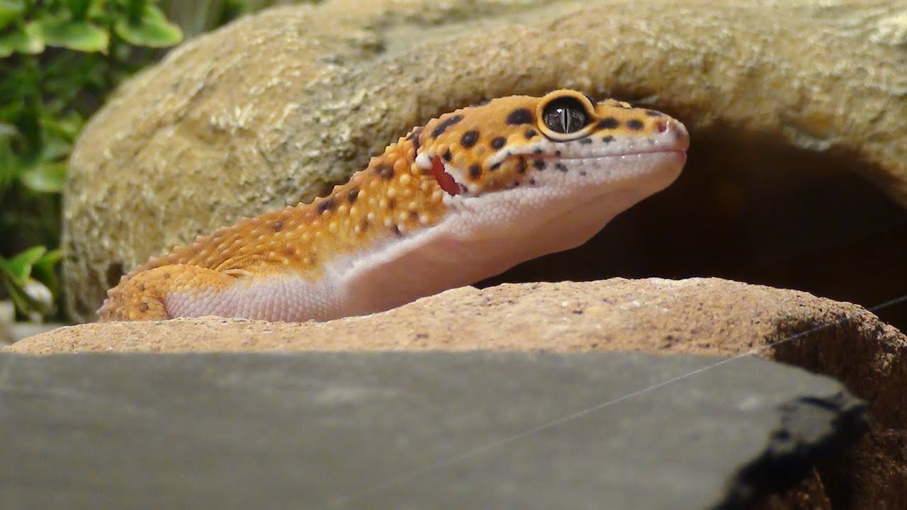 VIDÉO SPÉCIALE GECKO LÉOPARD !!! ( nourrissage + manip )