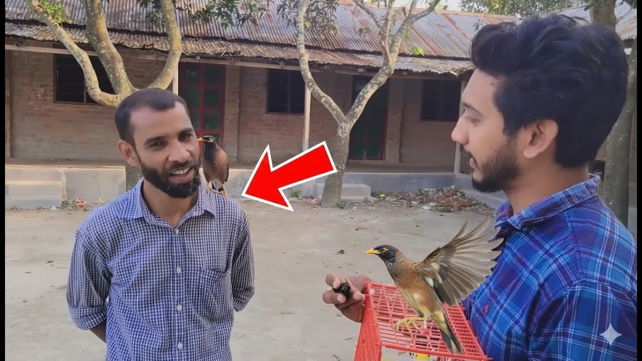 বন্য শালিক এর বদলে লুটিনো বাজরিগার গিফট করলাম।বনের পাখি বনেই সুন্দর🐦💐#শালিক_পাখি #budgerigar 