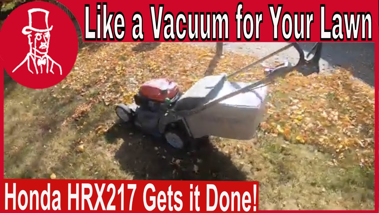 How to Remove Leaves Fast