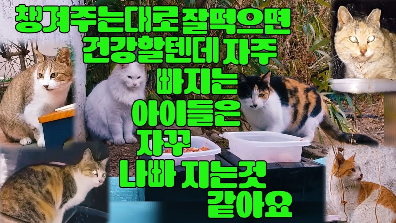 챙겨 주는대로 잘 먹으면 건강한데 빠지는 아이들은 자꾸나빠지는것 같아요