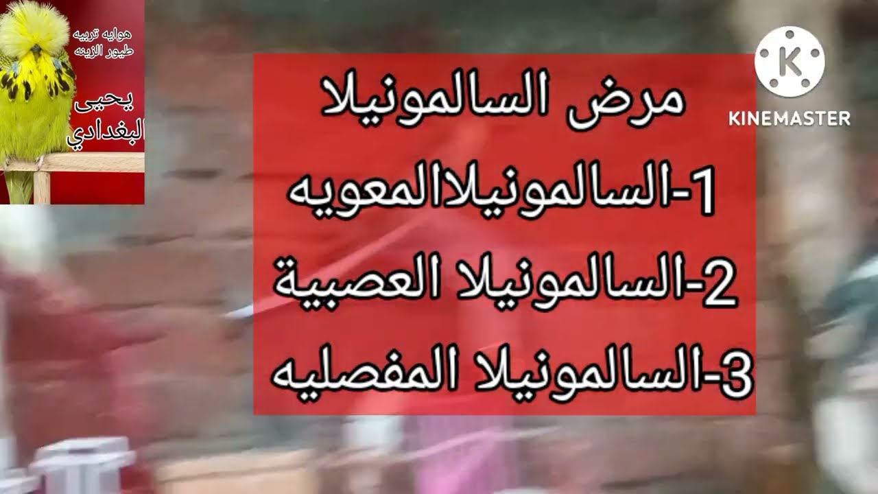 السالمونيلا 😱😱 أفضل طريقه لعلاج السالمونيلا.الطريقه الصحيحه لتقديم جرعات الوقايه والعلاج