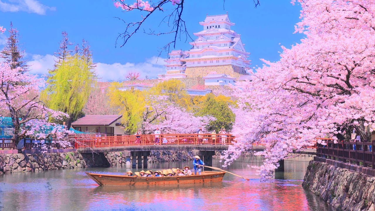 4K映像 桜の名所「姫路城の桜Ⅲ 和船巡り」Japan Cherry Blossom  Himeji Castle 世界文化遺産 日本の四季 春 4月上旬 お花見 絶景自然風景 観光旅行 8K撮影