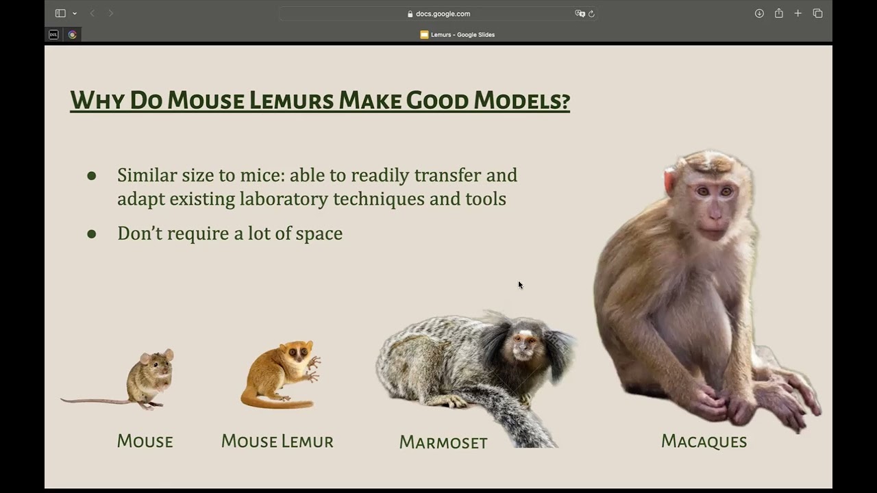 MLBBQ: Lemurs as animal models by Armina Fani