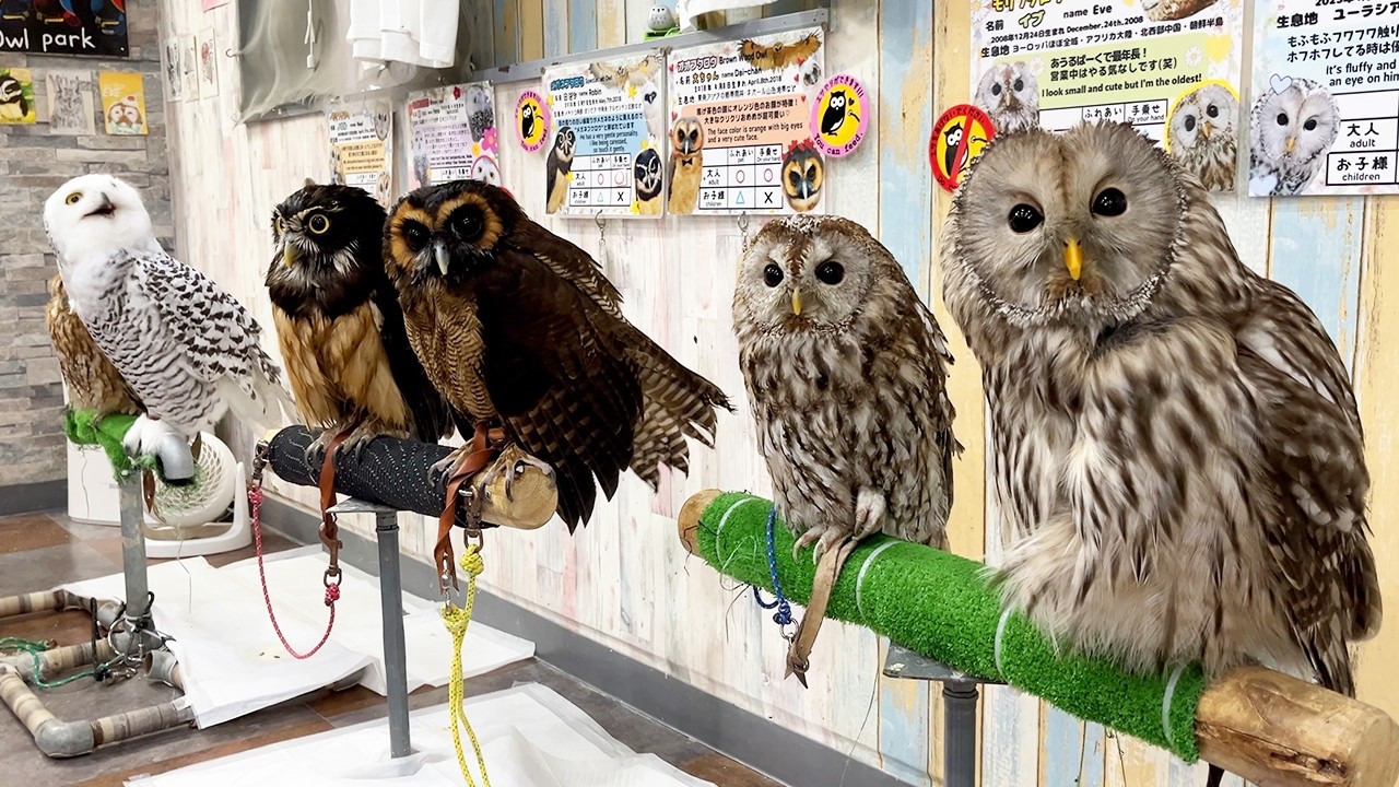 Специальное совиное кафе в Японии! |  Совиный парк Токио🦉