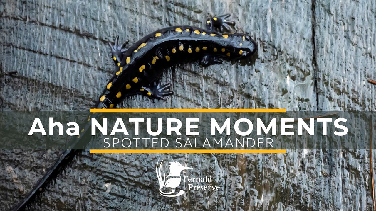 Aha Nature Moments: Spotted Salamanders