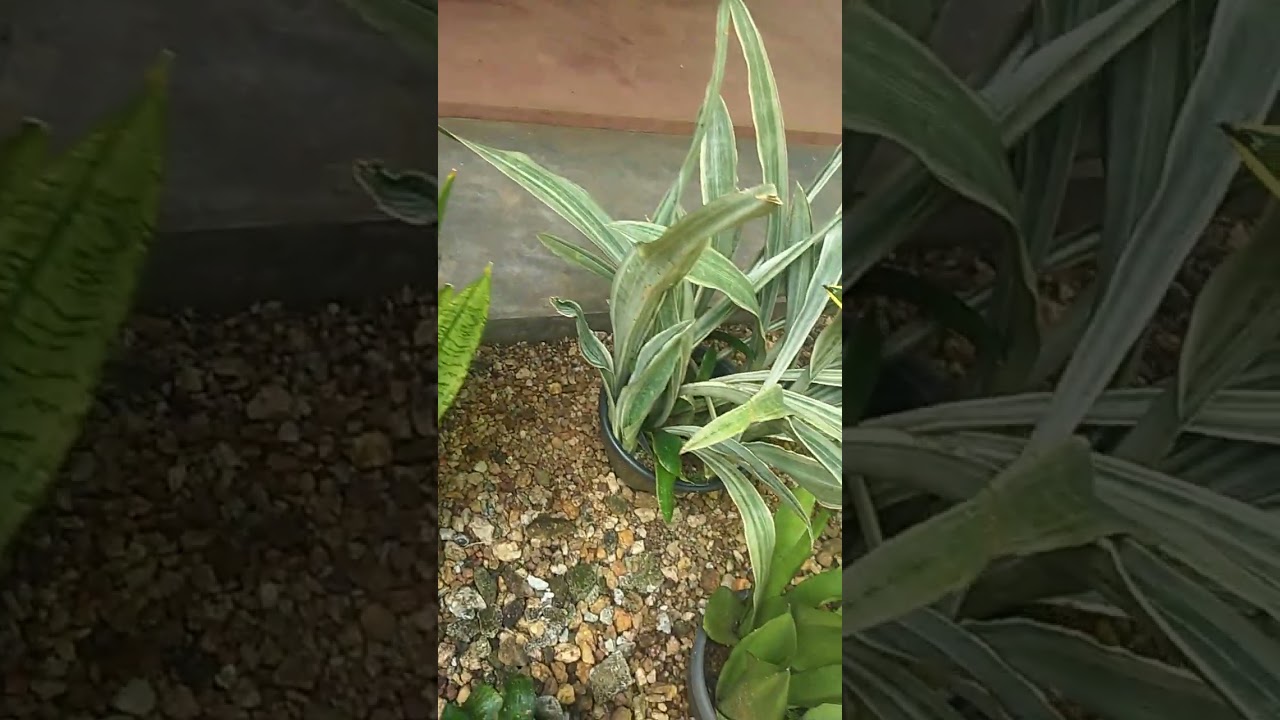 මගේ 