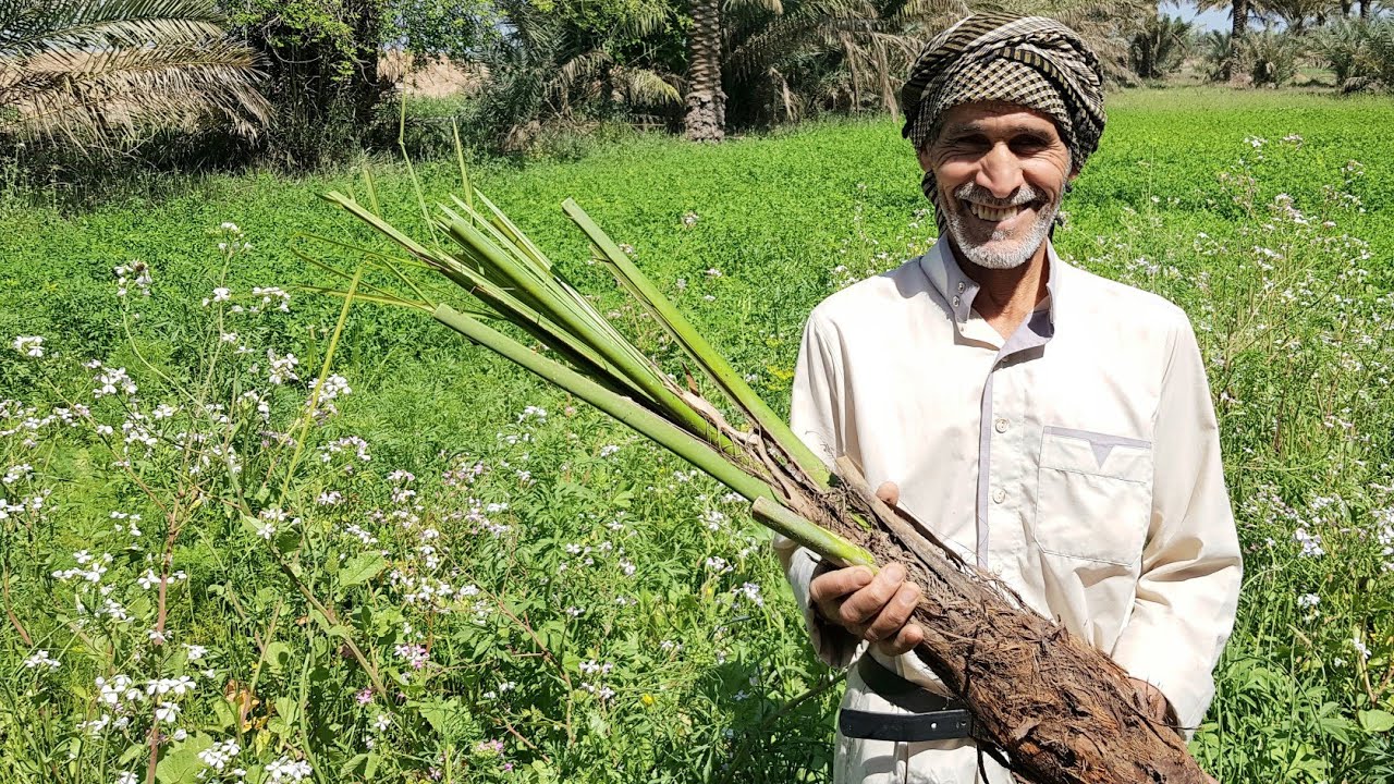 تعرف على الاخطاء القاتلة في زراعة النخيل مع الخبير الزراعي محمد اسماعيل الطائي