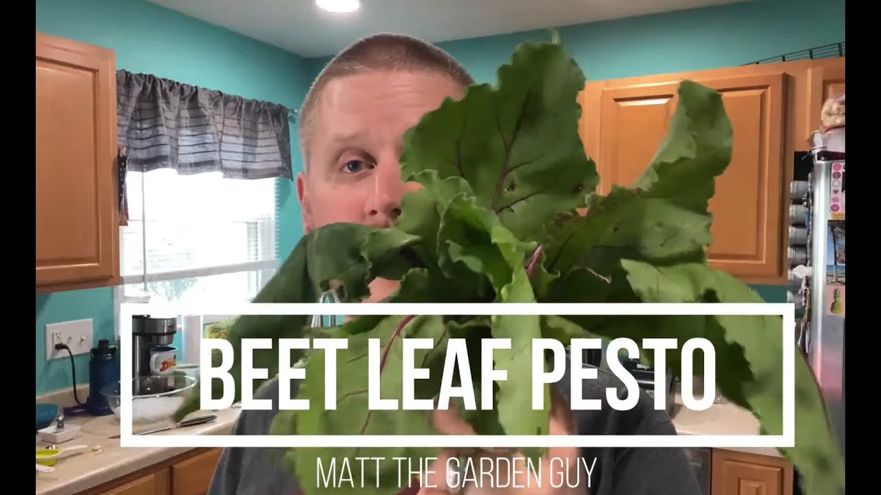 Delicious Beet Leaf Pesto Recipe: Easy & Yummy! 🌿