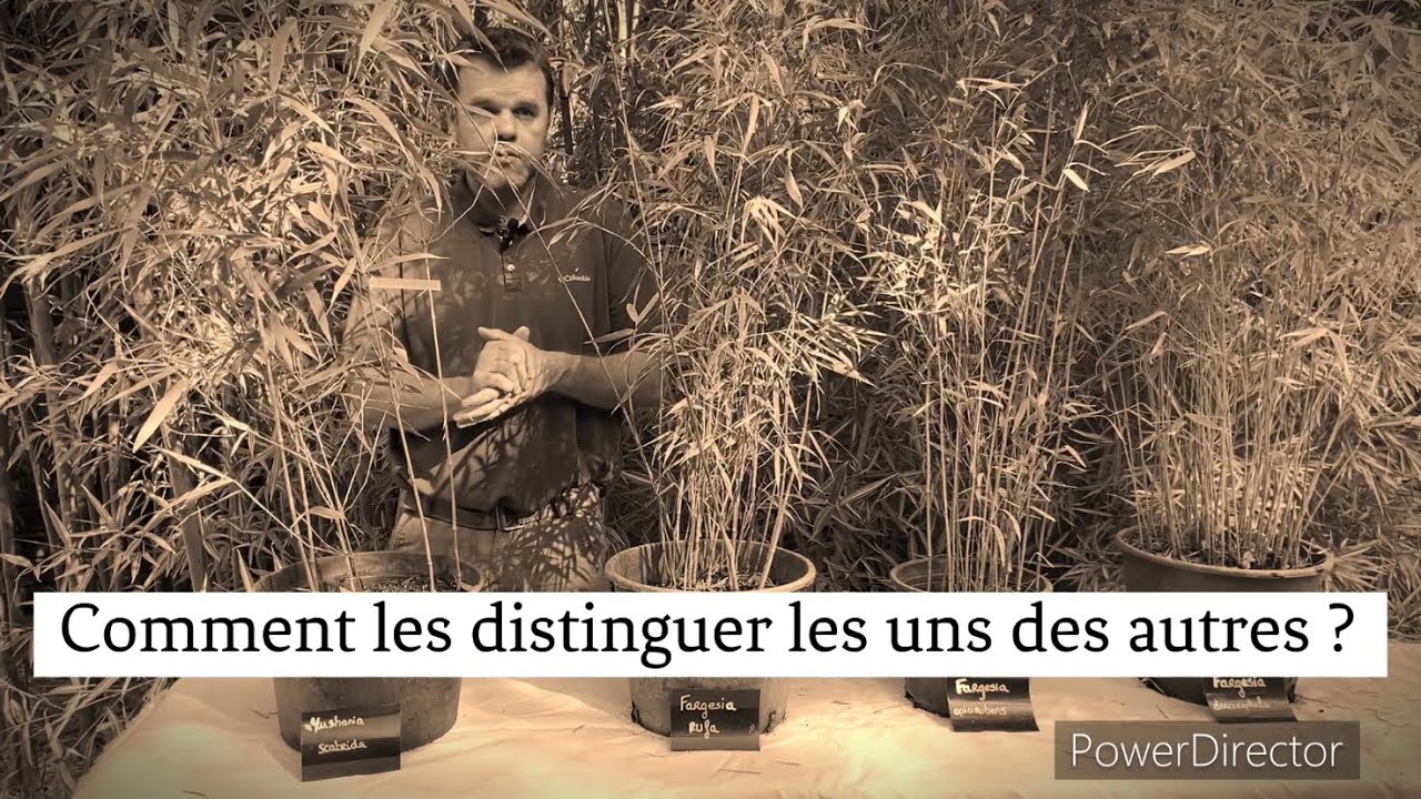 Qui est qui ?
