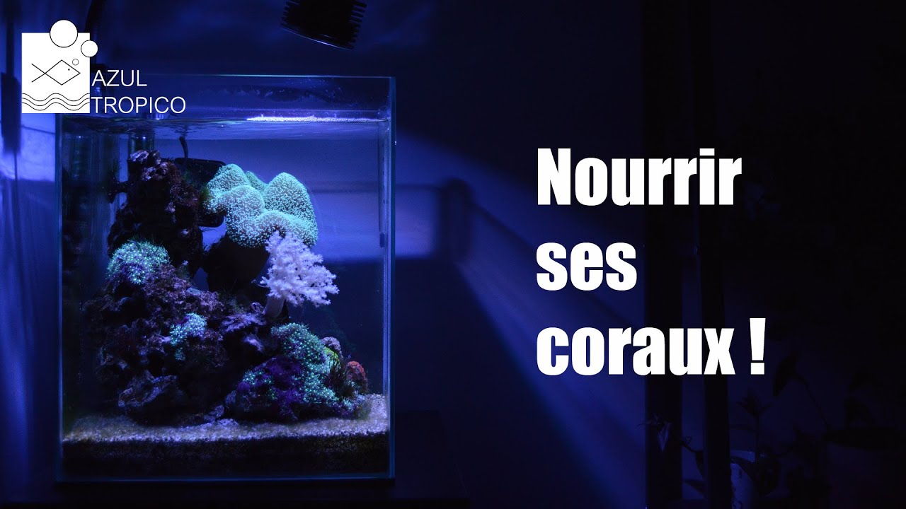 COMMENT NOURRIR SES CORAUX ? - AQUARIUM NANO RECIFAL - TUTO