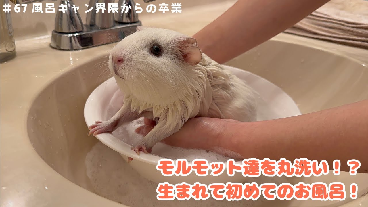 モルモット達を丸洗い！？生まれて初めてのお風呂に入れます！