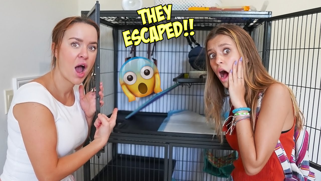 😱 Did we lose Aydah's ferrets for good... 😱