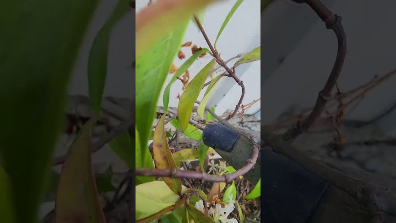 LONG Clip, ASMR Tapping Inspection