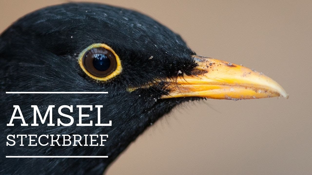 Amsel - Steckbrief [Aussehen, Nahrung, Verbreitung und mehr]