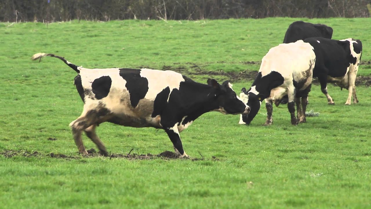 Les vaches retournent au p&acirc;turage !