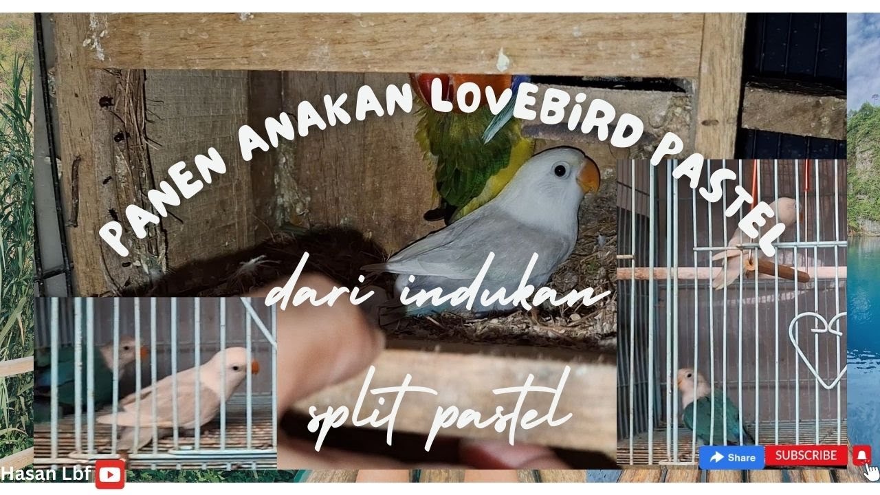 Panen anakan lovebird pastel dan indukan split pastel
