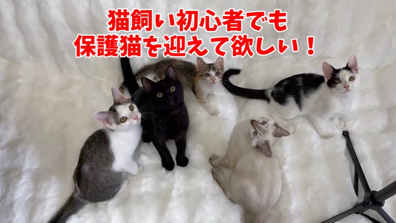ハード畳保育園のファンキーなちびっ子達をご覧ください