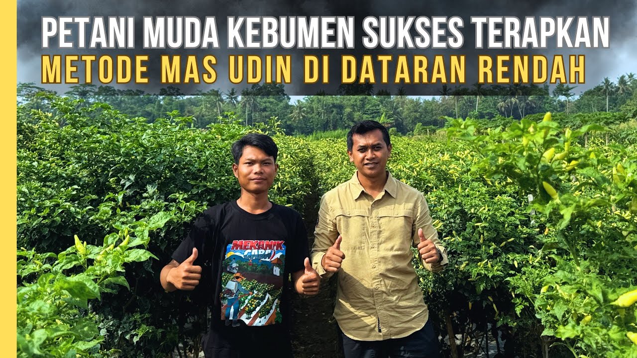 Petani Kebumen Buktikan Metode Budidaya Cabai Mas Udin Efektif Di Dataran Rendah Pesisir Pantai