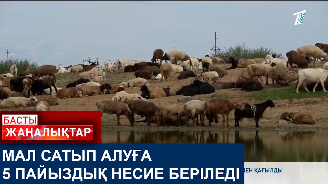 МАЛ САТЫП АЛУҒА 5 ПАЙЫЗДЫҚ НЕСИЕ БЕРІЛЕДІ