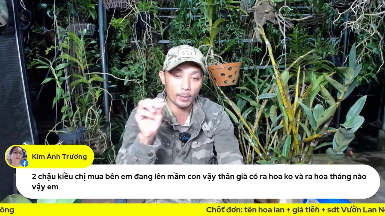 Cách chăm sóc kiều tím ra hoa