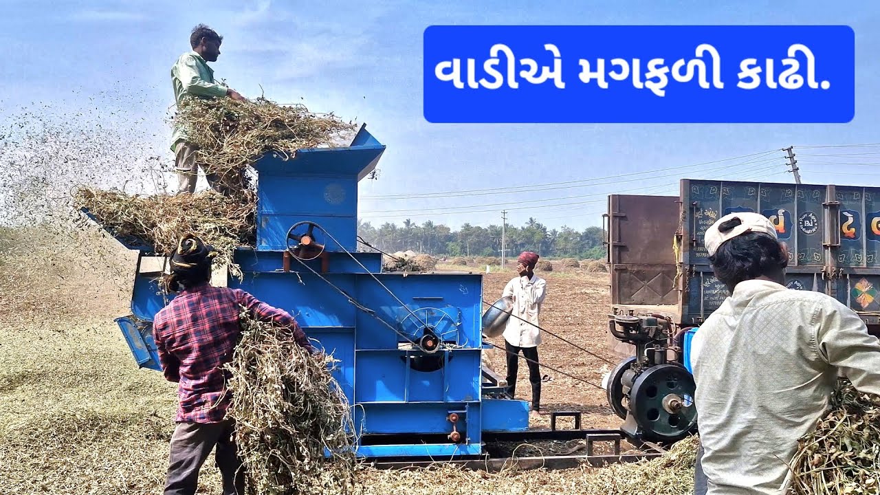 મગફળી ની ખેતી, માંડવી ની ખેતી, PeanutAgriculture Process, Peanut Harvesting, farmer vlog
