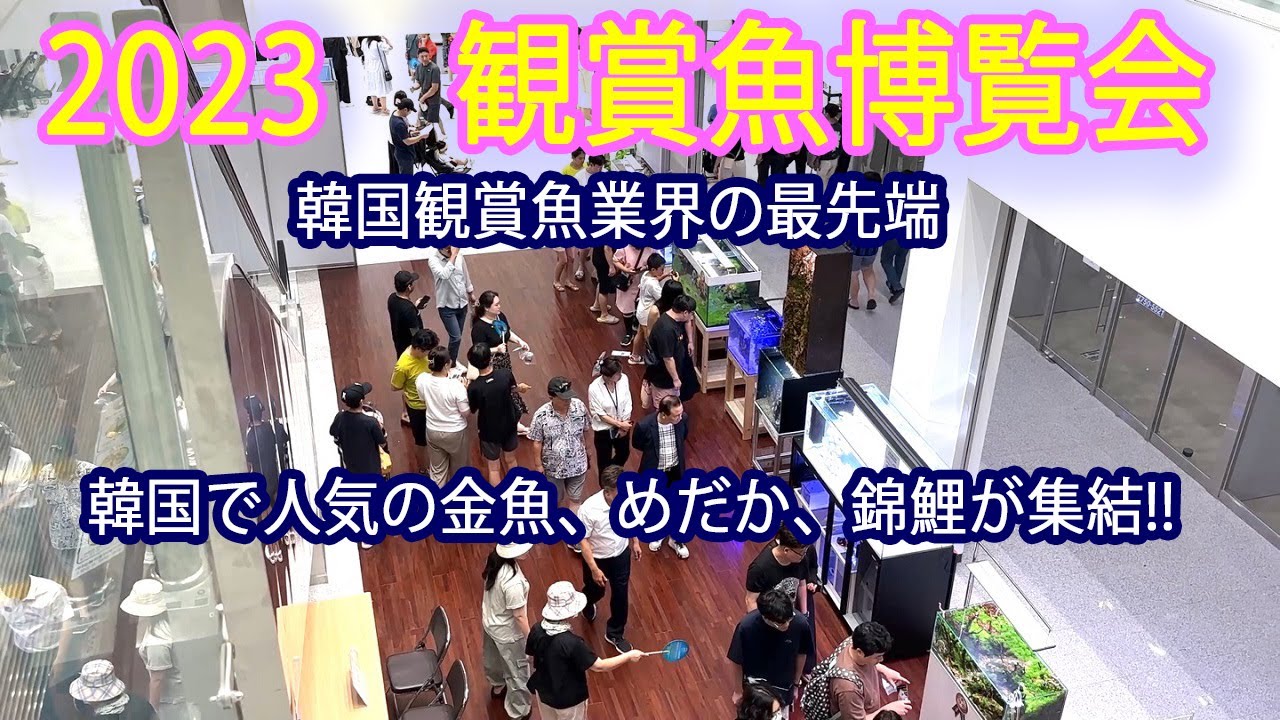 #12  楽しかった観賞魚博覧会と雪ちゃんに新展開…。