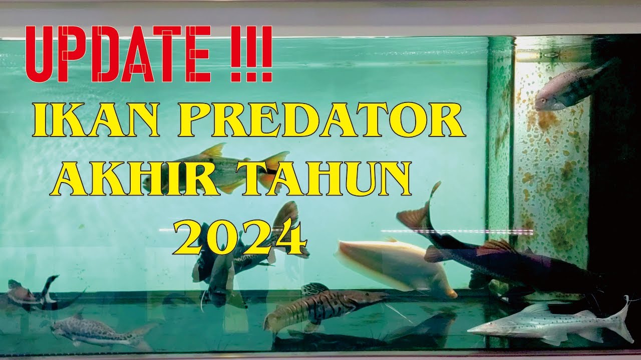 UPDATE!!! IKAN PREDATOR AKHIR TAHUN 2024