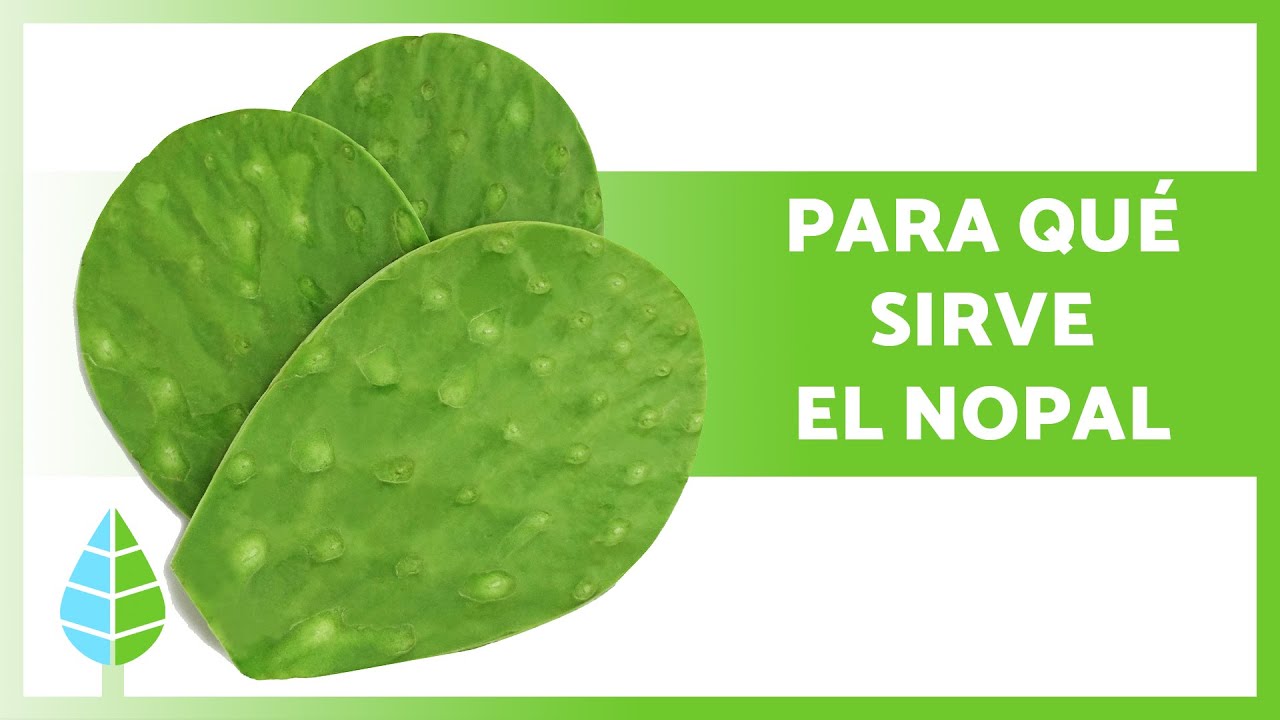 BENEFICIOS del NOPAL 💚 (Propiedades, Usos y Cómo Tomarlo)
