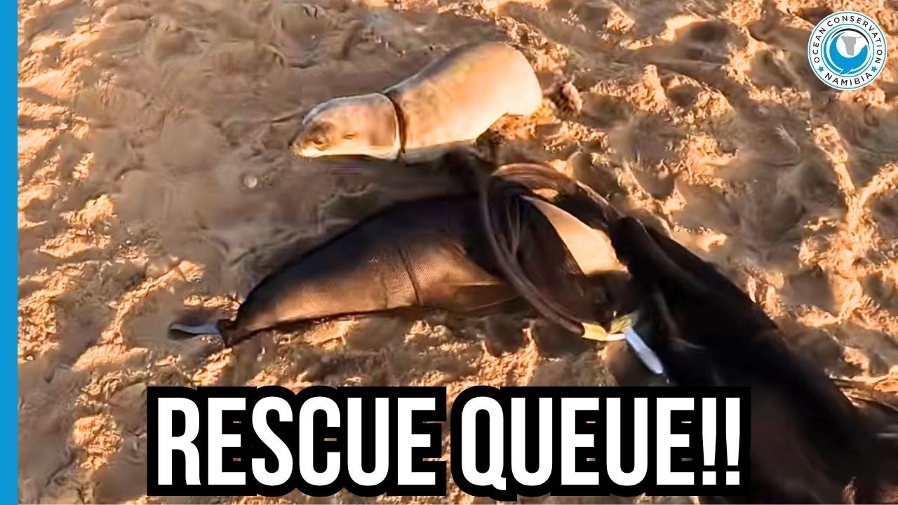 Seal Rescue Net Busy: Waiting in Line for Freedom