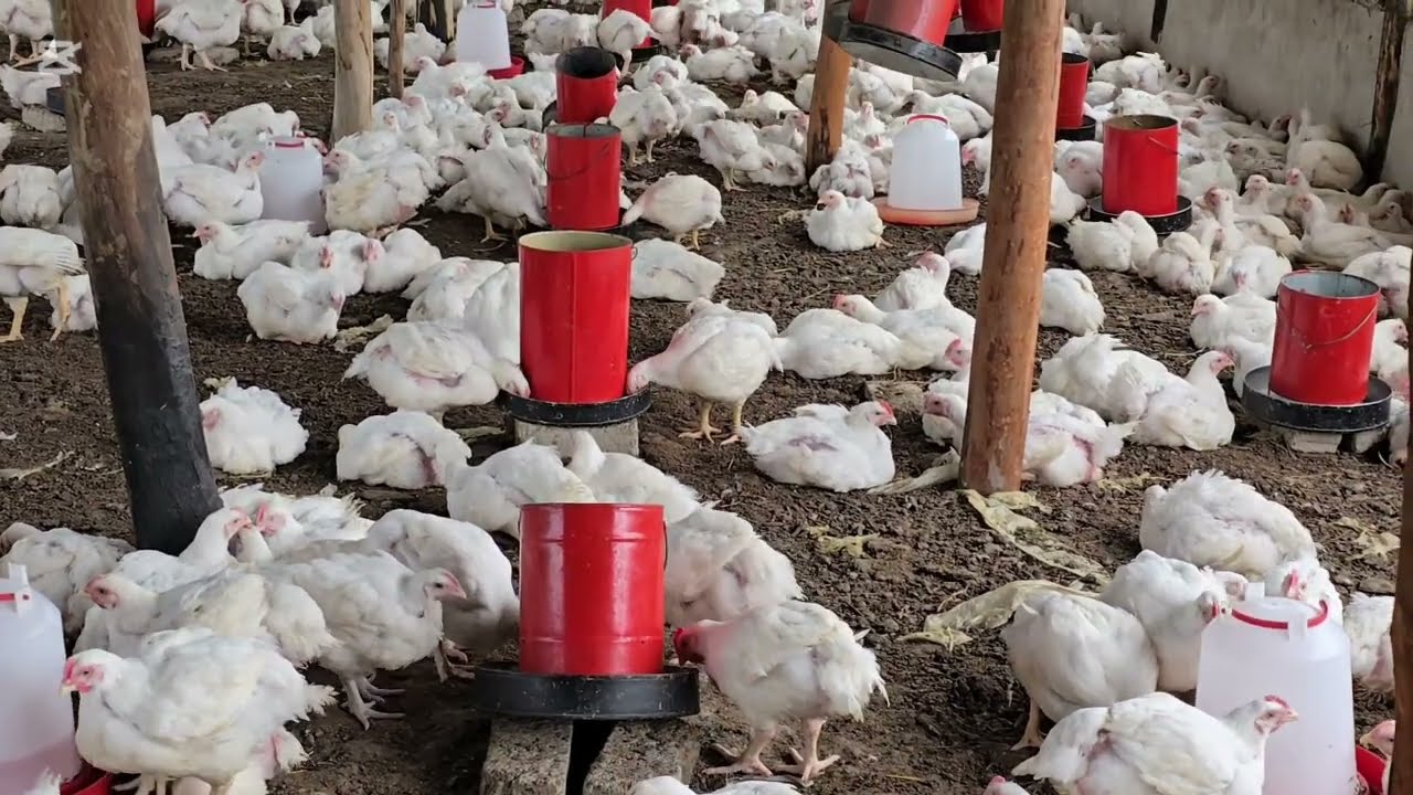 How i started my Farming journey