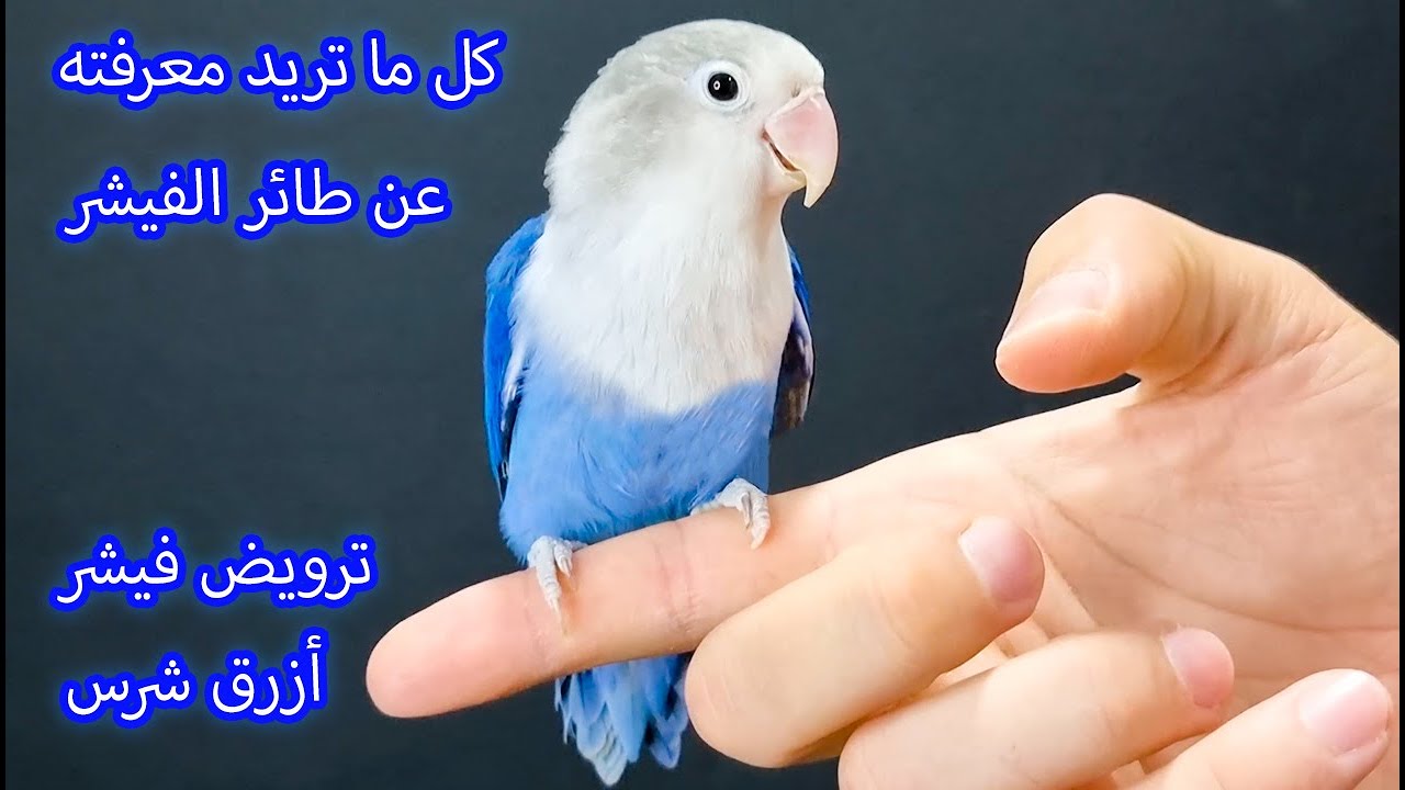 هل يتكلم طائر الفيشر ؟ كيف تدرب طائر الفيشر الشرس و تجعله يحبك ترويض  فيشر ازرق لوف بيرد