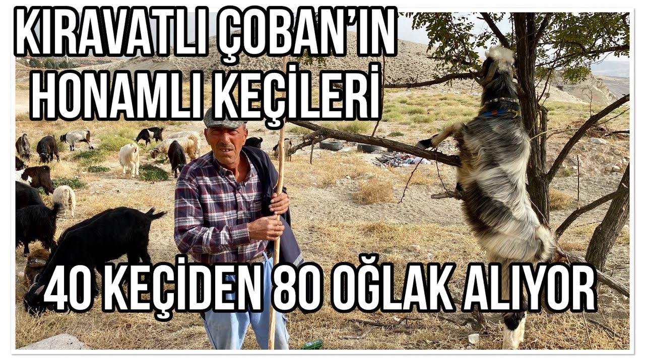 40 KEÇİDEN 80 OĞLAK ALIYOR - ÇOBAN HÜSEYİN