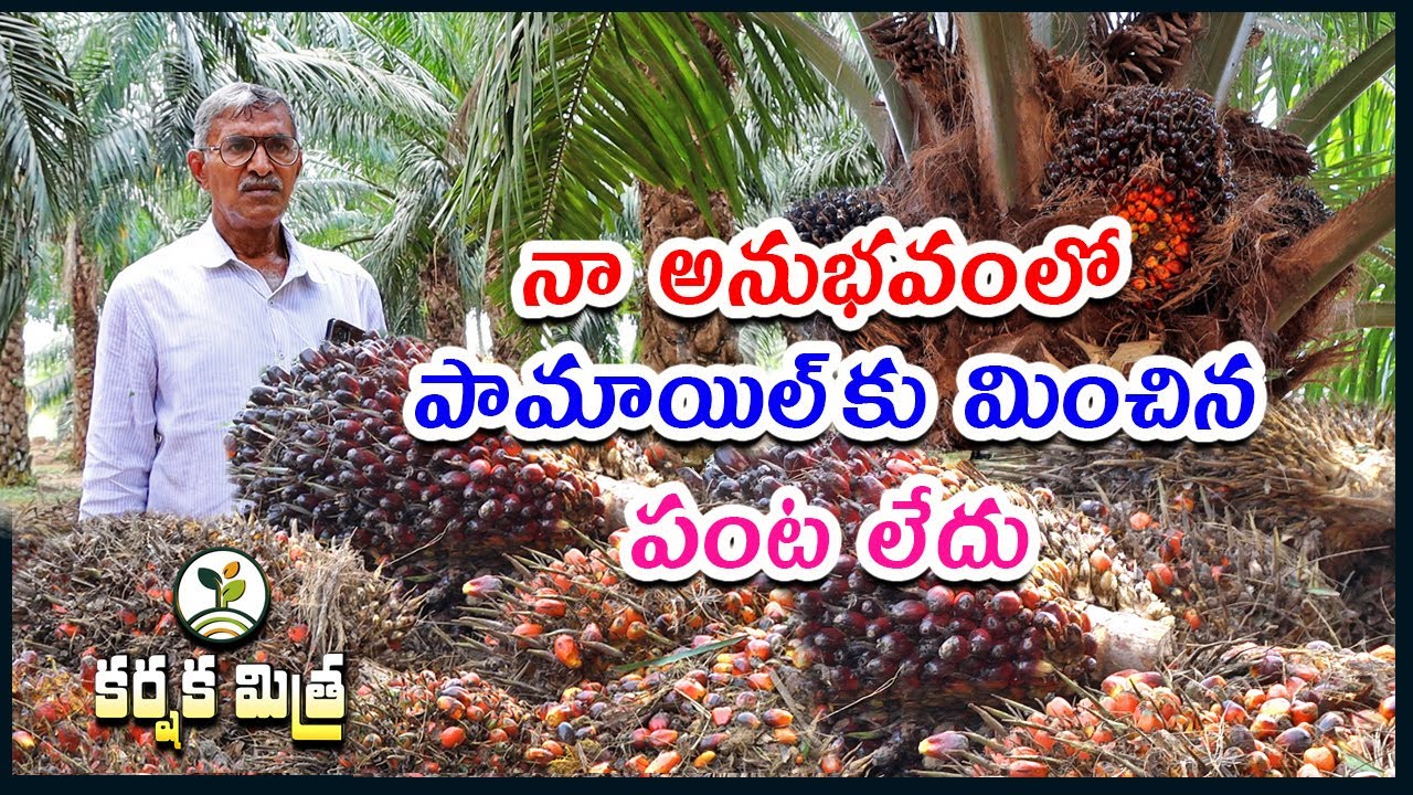 పామాయిల్ రైతుదే భవిష్యత్తు || Oil Palm Farming Success Story || Karshaka Mitra #agriculture #palmoil
