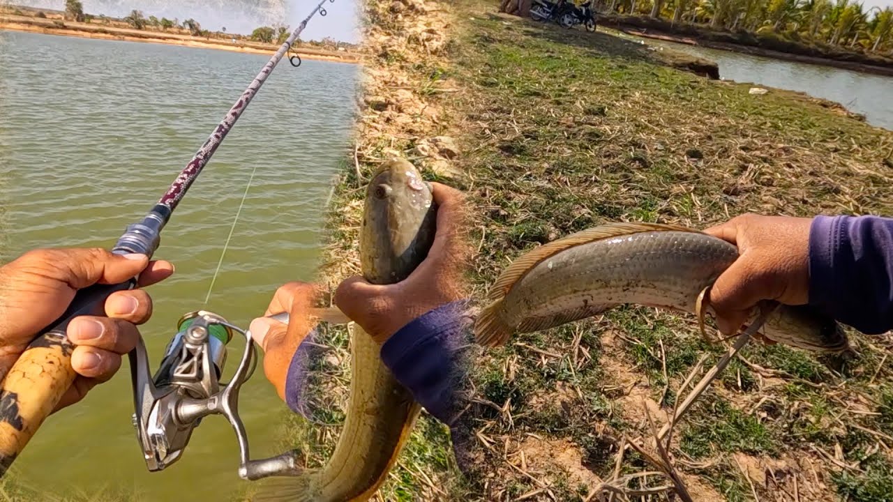 I caught snakehead fish in the pond with a metal bait​