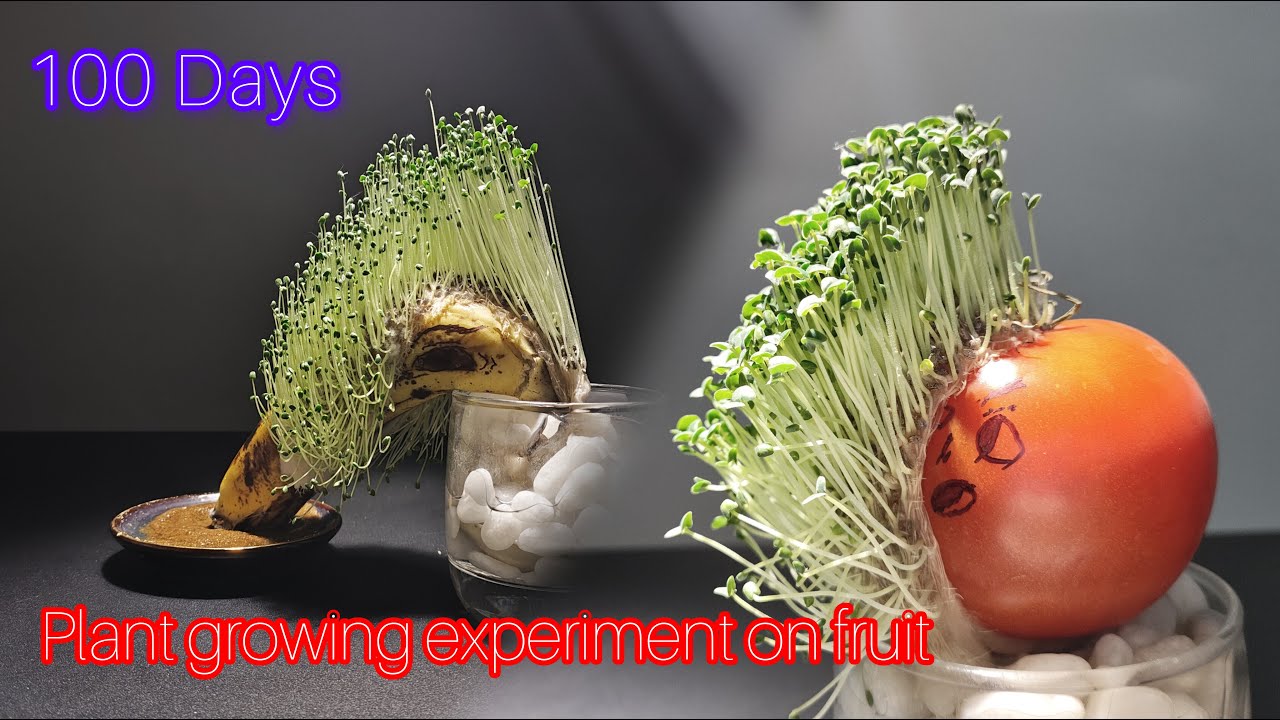 100 дней выращивания чиа на кухонных фруктах – Полный таймлапс