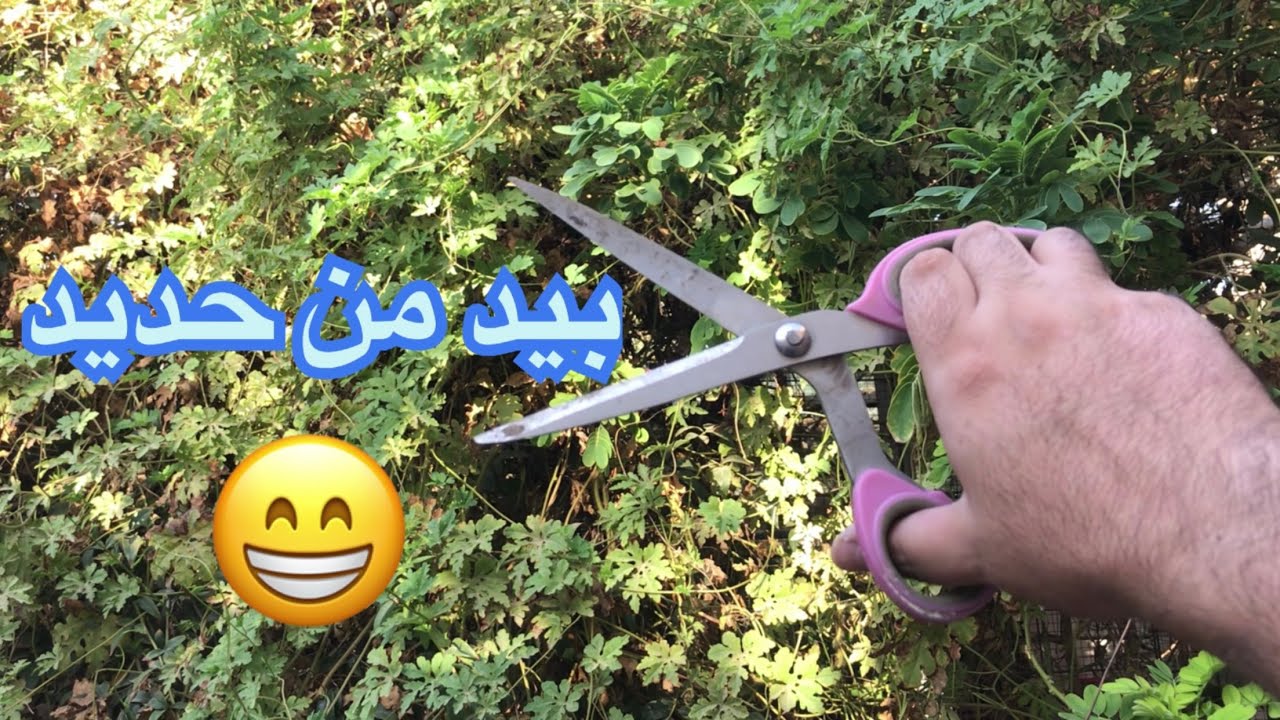 ماتعمر الا تخرب 🫣 تحضيرات للموسم