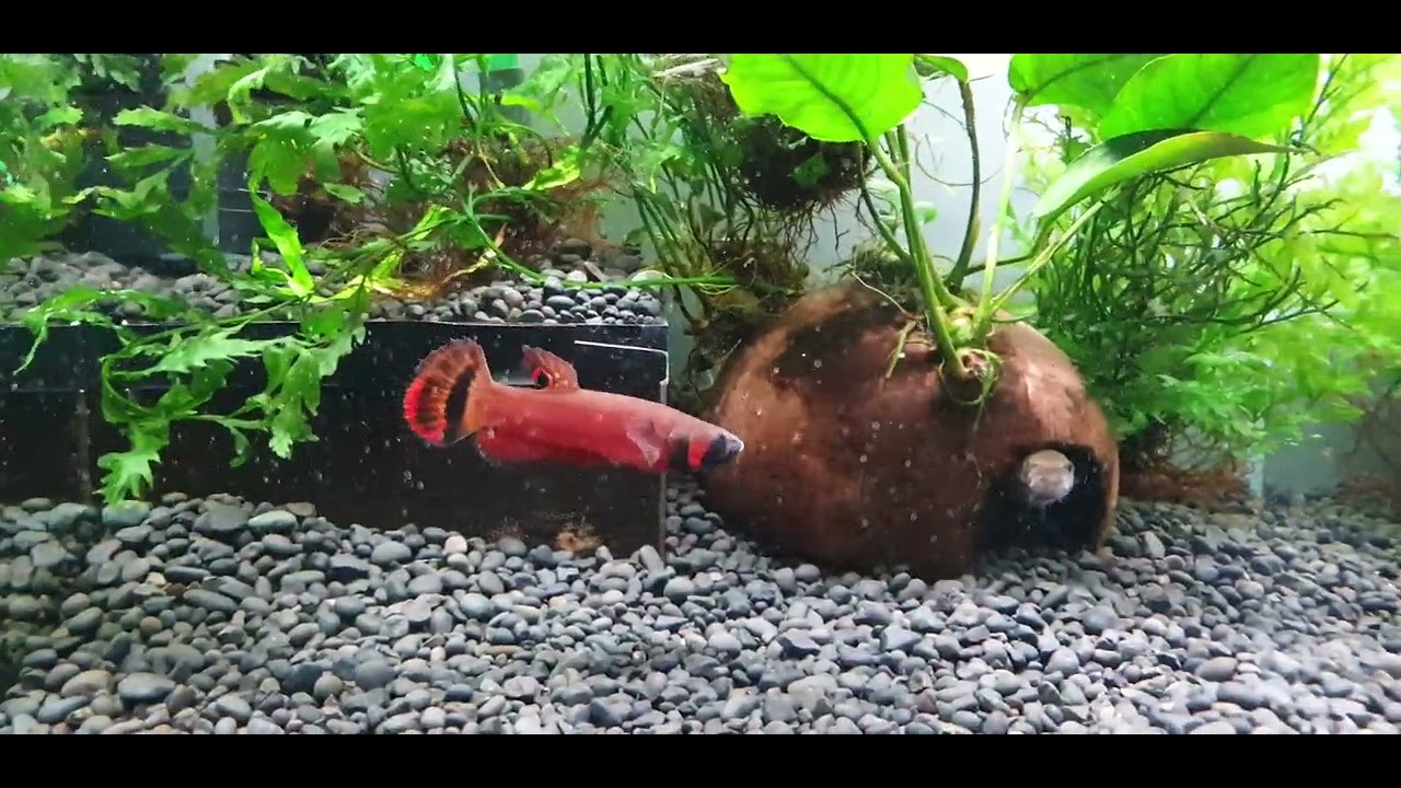 wild betta macrostoma brunei after 20 days brooding eggs
