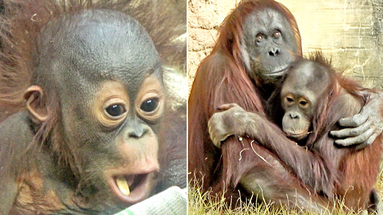 もぐもぐキーボー（口の中に固形物）、寒いよーとチャツピーさんにしがみつくホッピー・オランウータン　2025/12/26