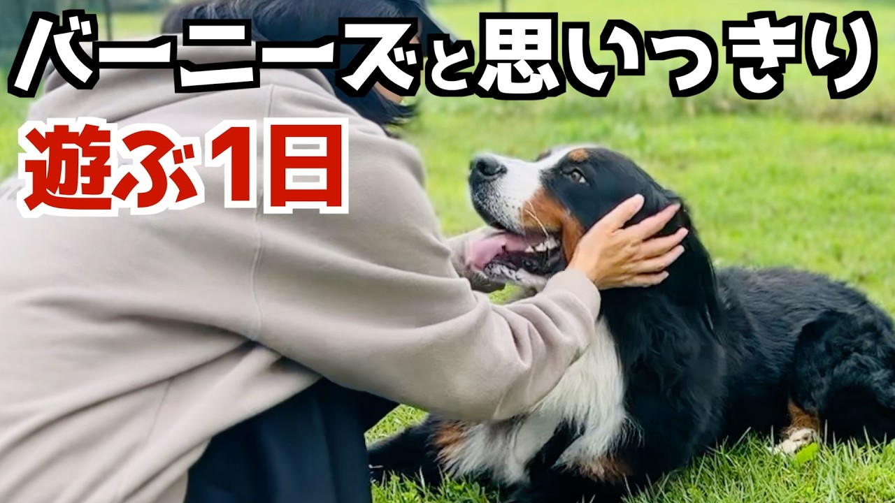 Woofの広大なドッグランでバーニーズと遊ぶ！