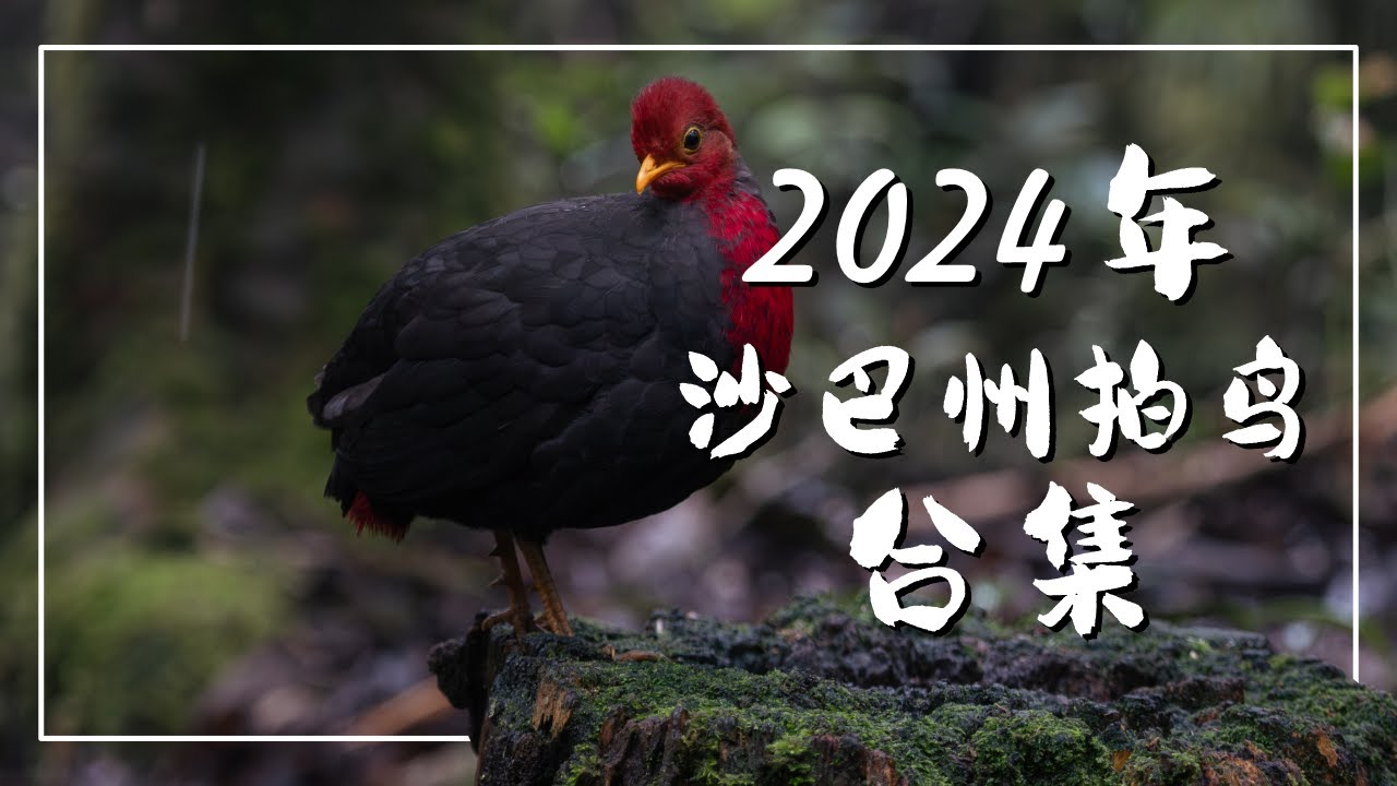 Borneo Sabah Birding Full Recap Year 2024 [ 婆罗洲沙巴观鸟活动全面回顾 2024 年 ]