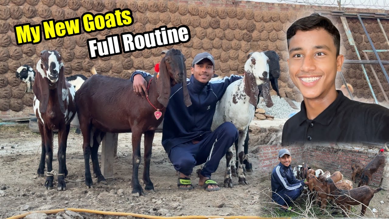 New Janwaruno Ki Khidmat 🐐 😍 Dawood Sabir Vlogs 