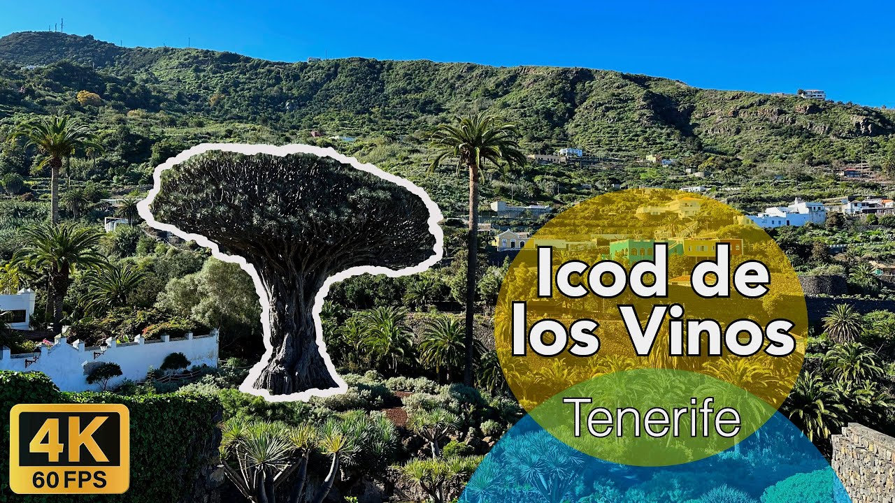 Tenerife - Icod de los Vinos 🌳🍷 - El norte que encanta!